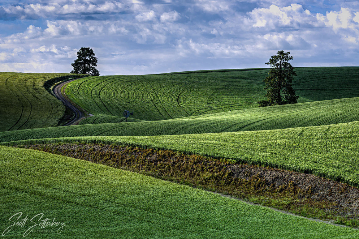 Palouse Trees