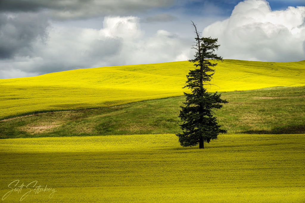 Palouse Tree