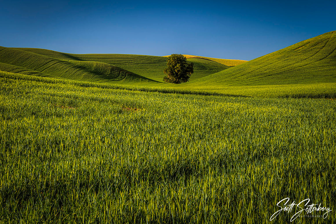 Palouse Tree