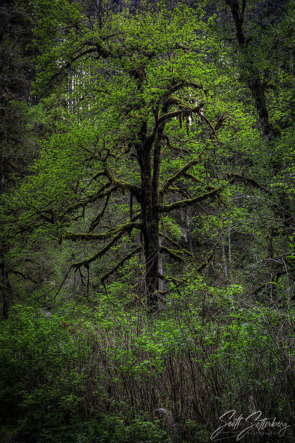 Silver Falls Tree