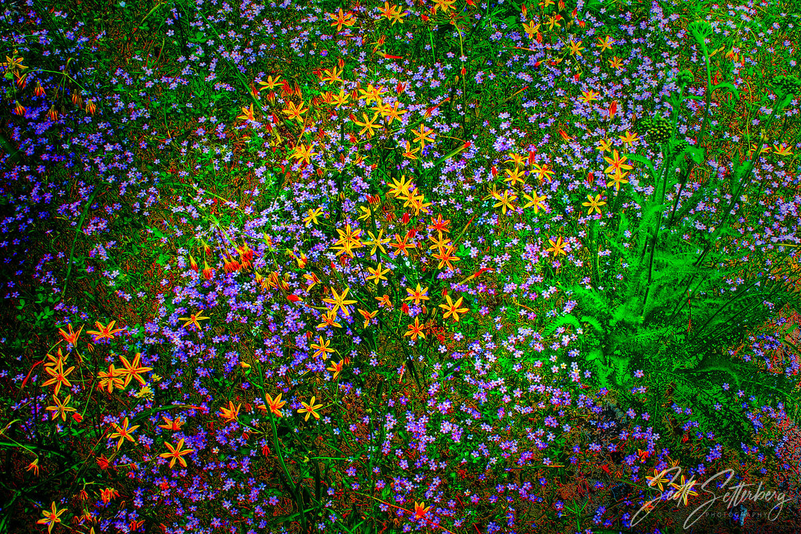 Yosemite Wild Flowers